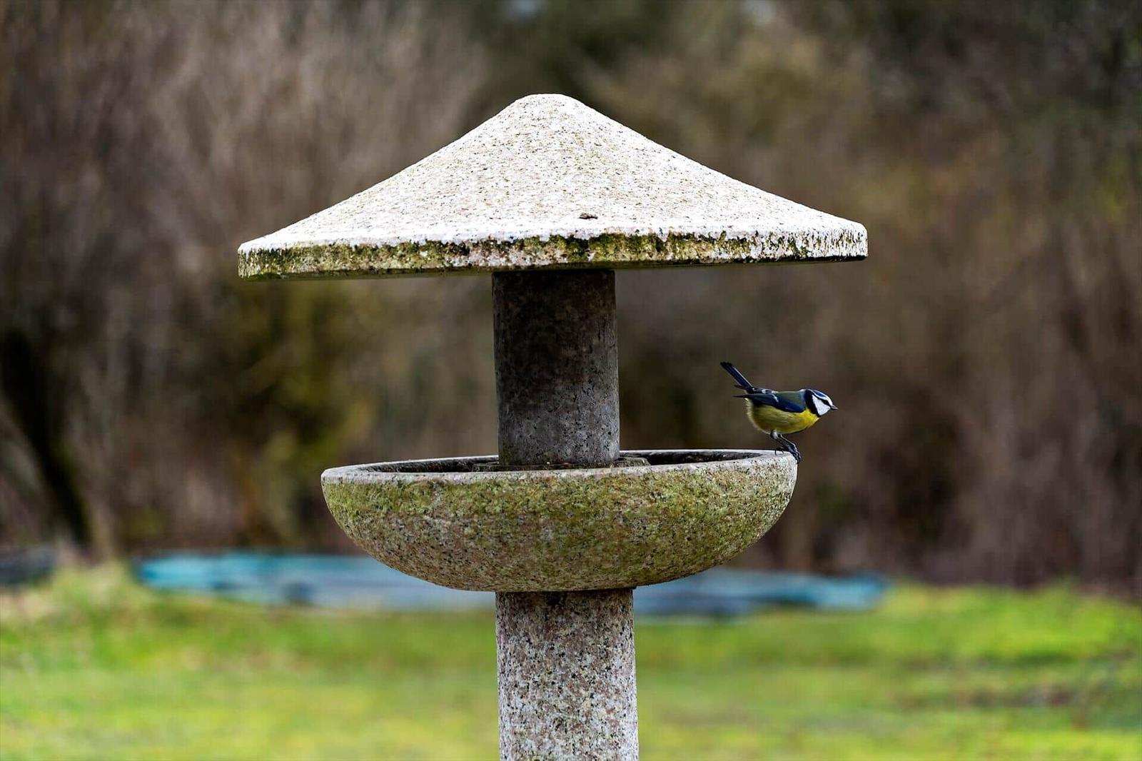 Ein kleiner Vogel sitzt auf einem Steinbrunnen im Garten.