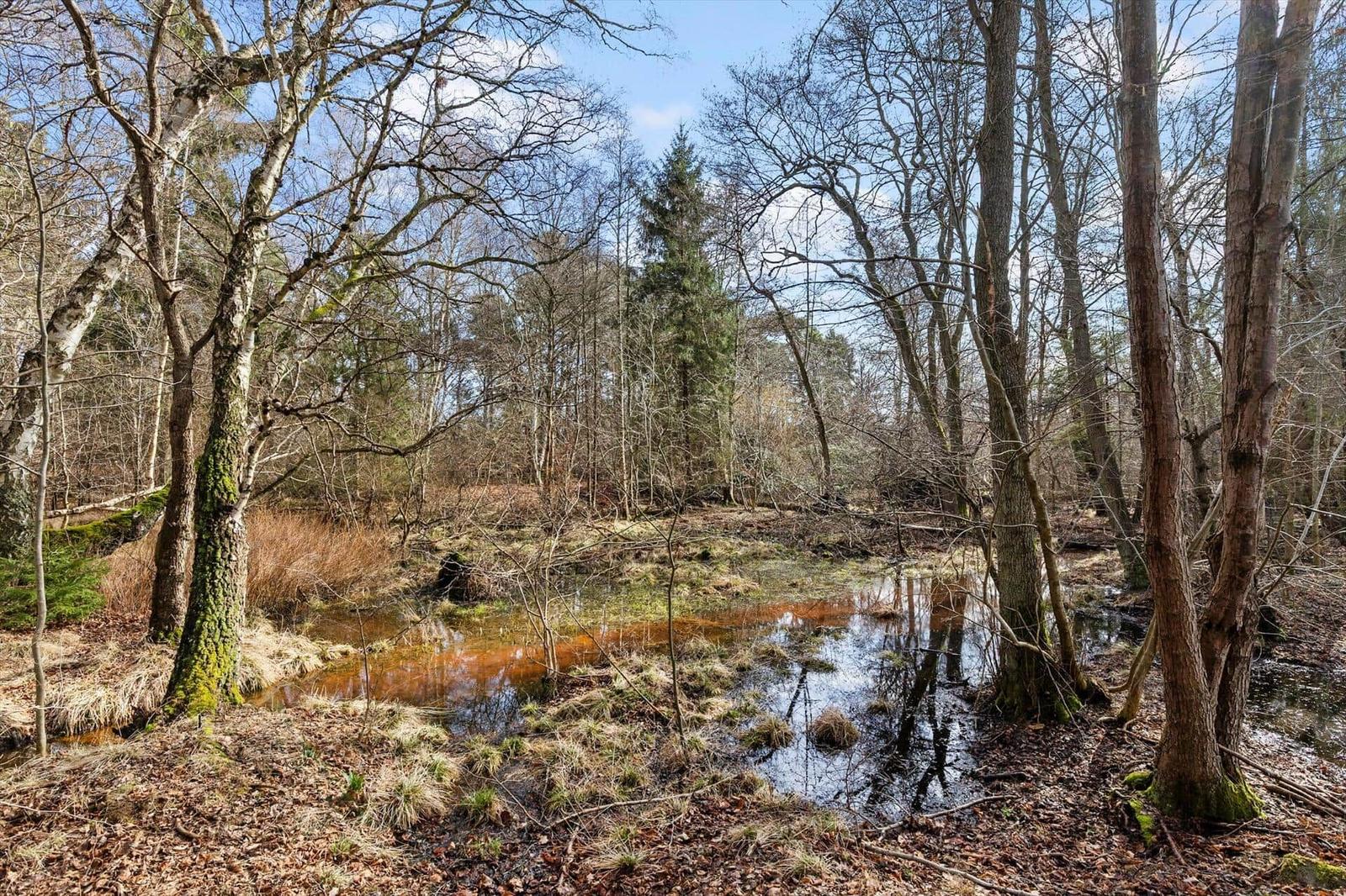 Forest with pond, trees, and undergrowth in foreground.
