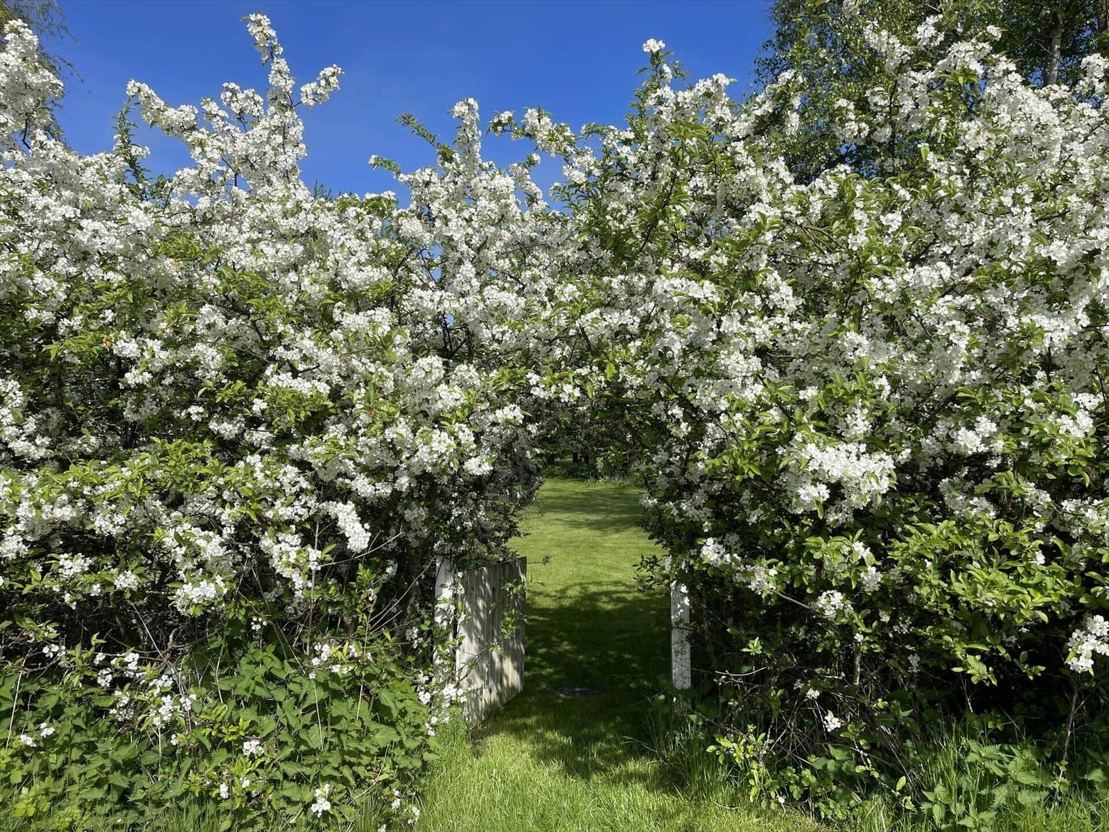 Blooming orchard with white flowers and green grass path.