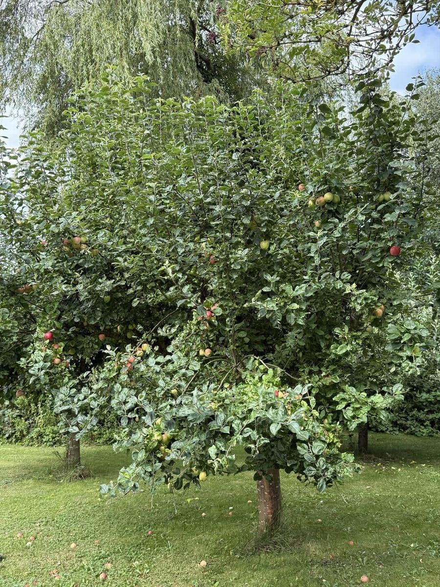 Lush apple tree with ripe fruit in the garden.
