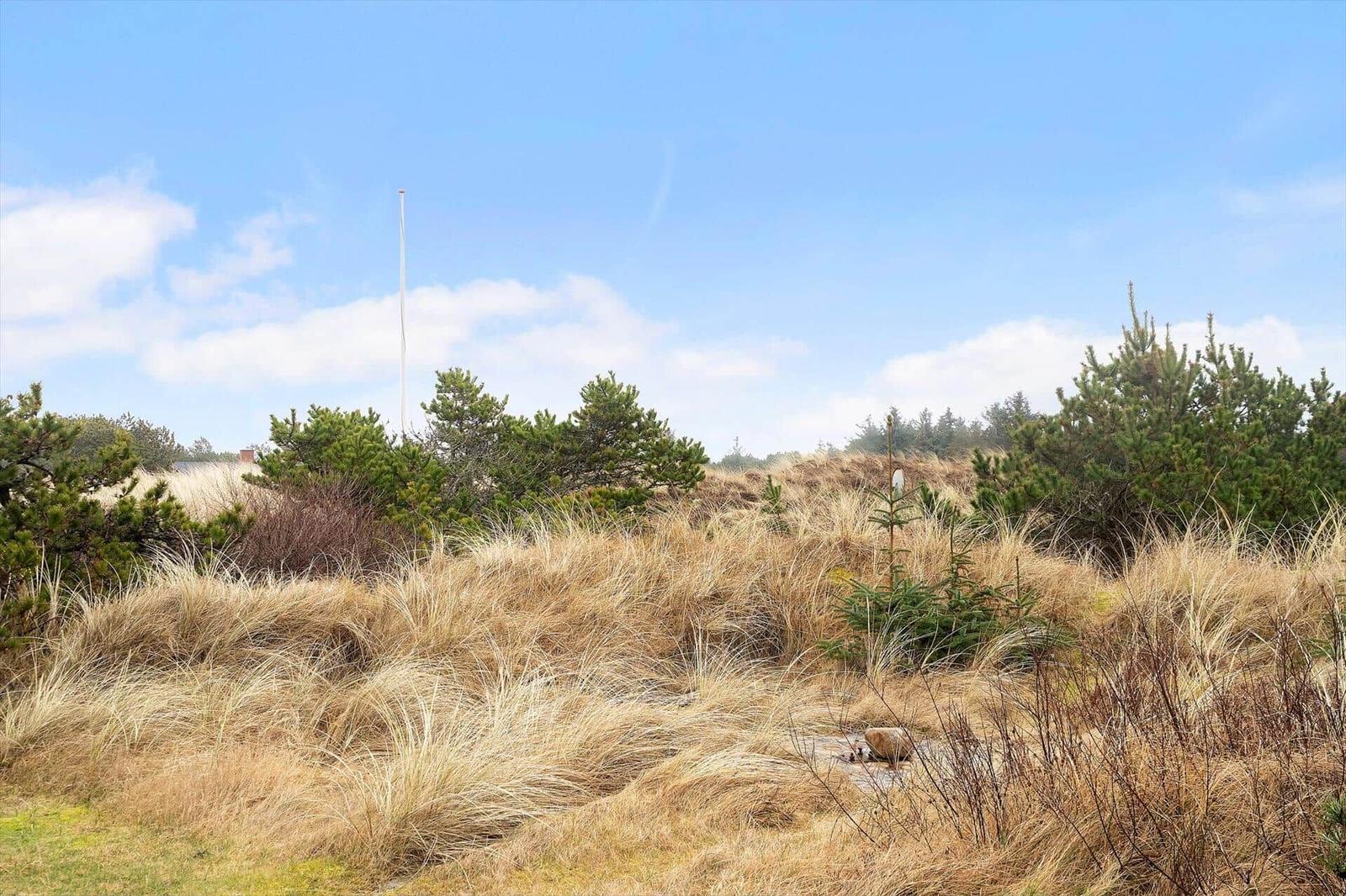 Dünenlandschaft mit Gräsern und Nadelbäumen unter blauem Himmel.