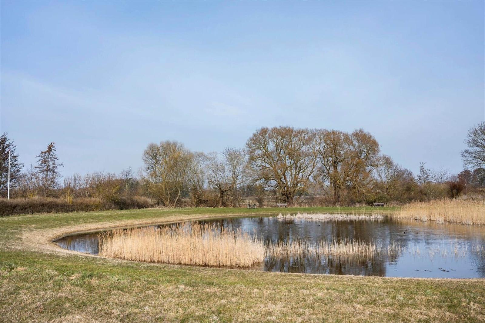 A calm lake with reeds and trees in the background.