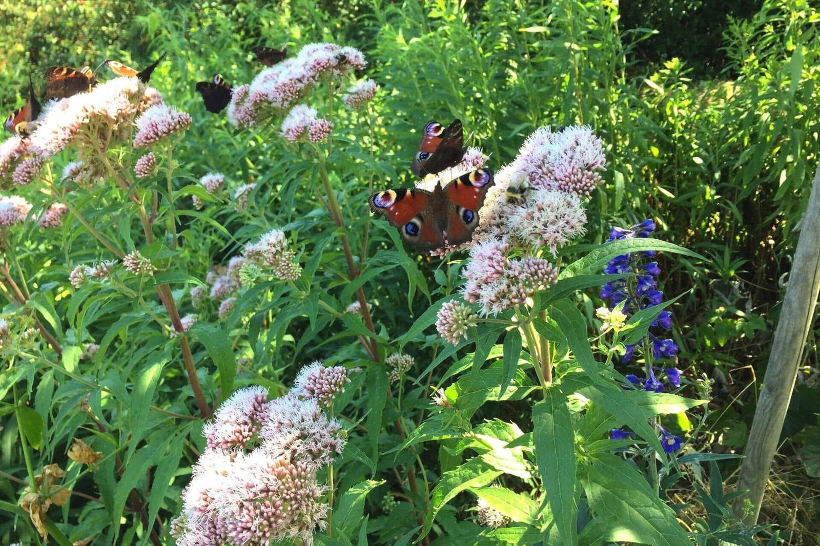 Butterflies on flowers in the garden