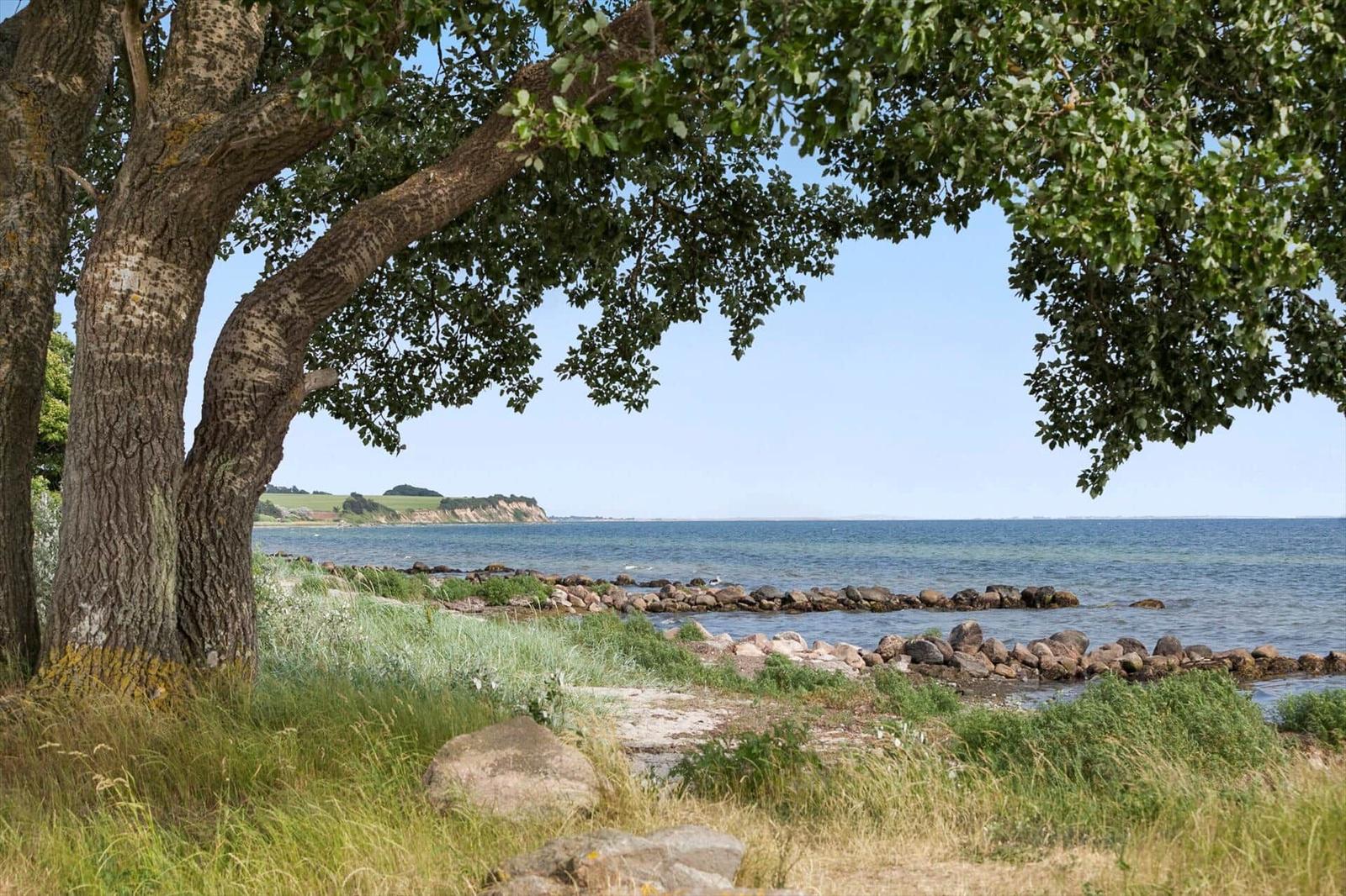 View through tree branches to sea and rocky shore