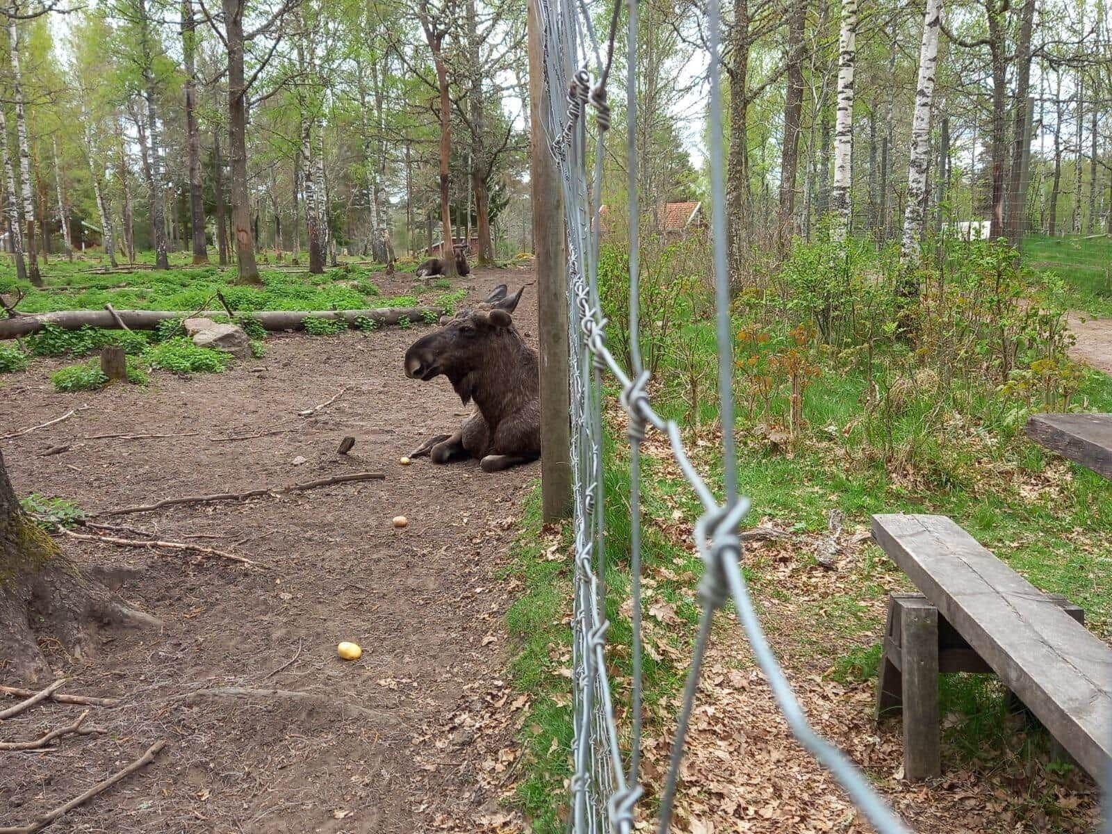 Ein Elch sitzt im Wald hinter einem Zaun. Holzbank und Bäume sind sichtbar.
