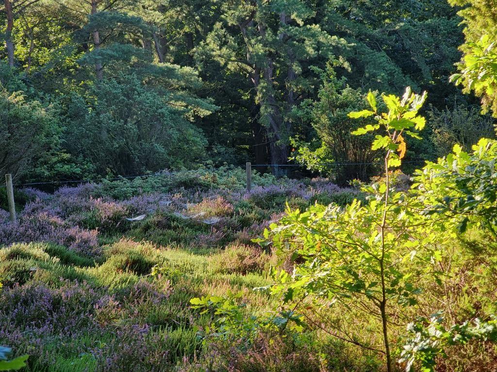Heide - Weg in den Wernerwald