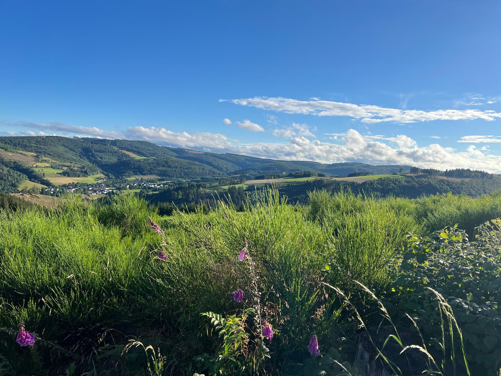 Blick auf grüne Hügel mit lila Blumen unter blauem Himmel