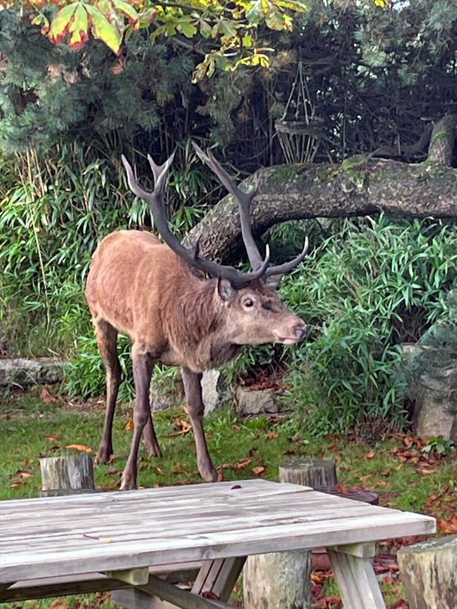 Hirsch mit Geweih steht im Garten neben einem Holztisch.