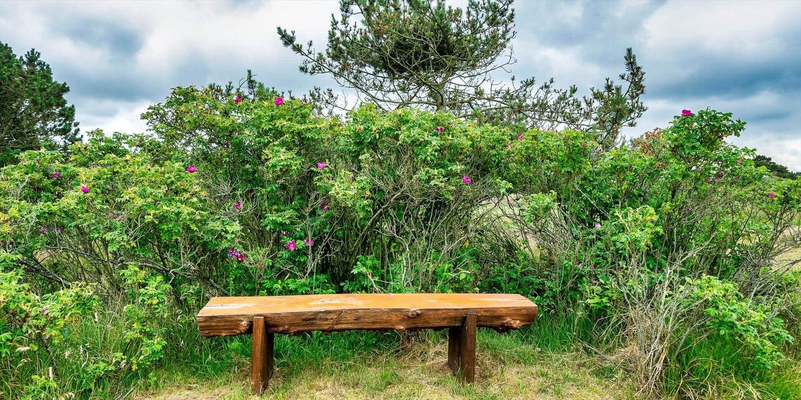 Holzbank vor grüner Hecke mit rosa Blüten unter bewölktem Himmel