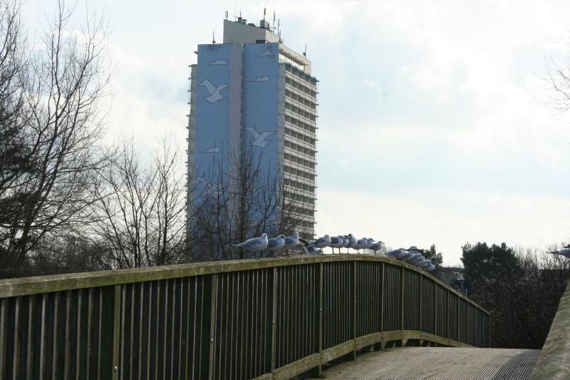 Brücke mit Möwen, im Hintergrund Hochhaus mit Vogelmotiven.