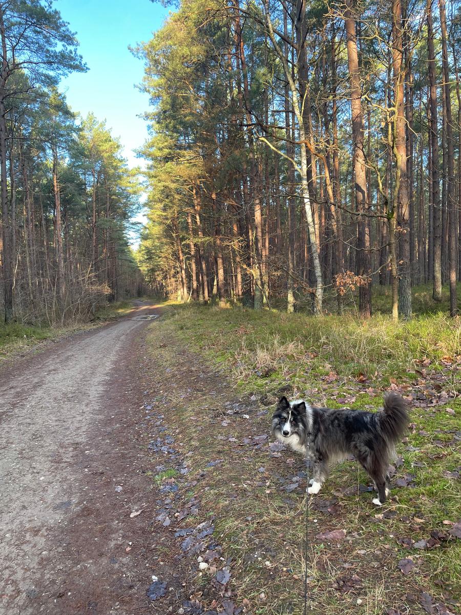 Hundeespaziergang durch die Baaber Heide
