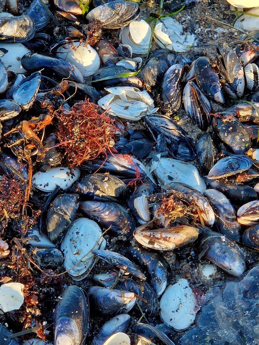 Muscheln und Seetang liegen am Strand.