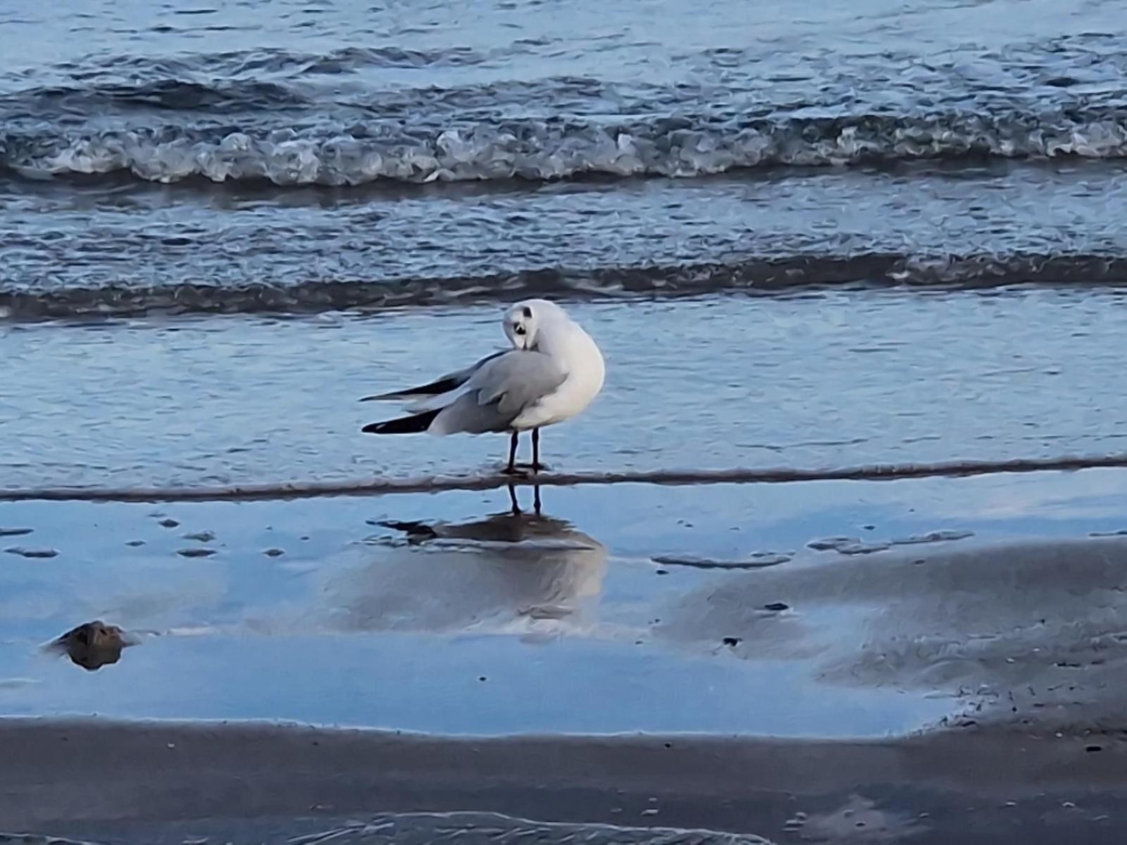 Eine Möwe steht am Strand, während Wellen ins Wasser laufen.