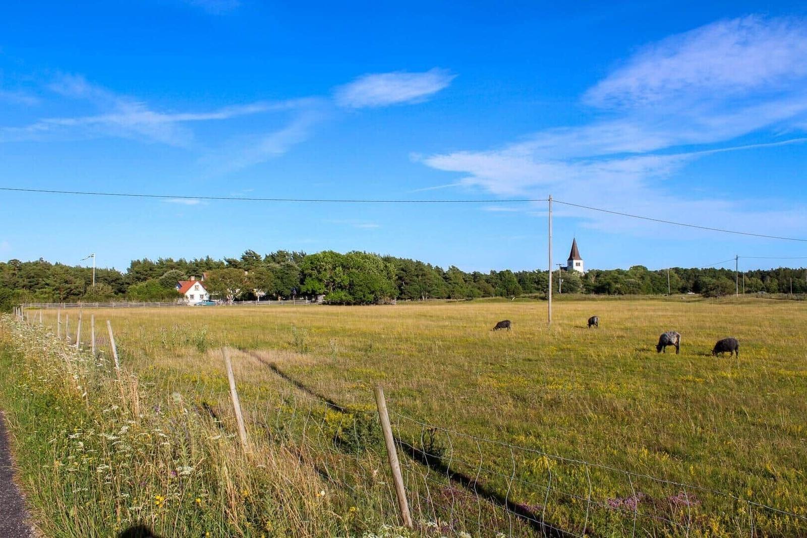 Weideland mit grasenden Rindern, Kirche und Haus im Hintergrund unter blauem Himmel.