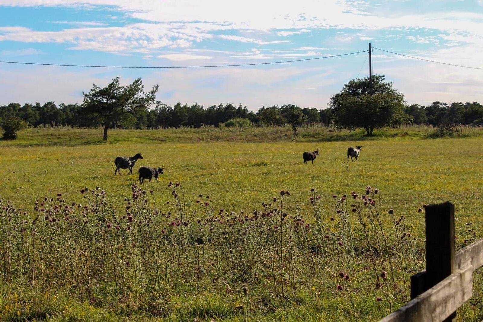 Schwarze Schafe grasen auf einer grünen Wiese mit Bäumen und einem Zaun im Vordergrund.