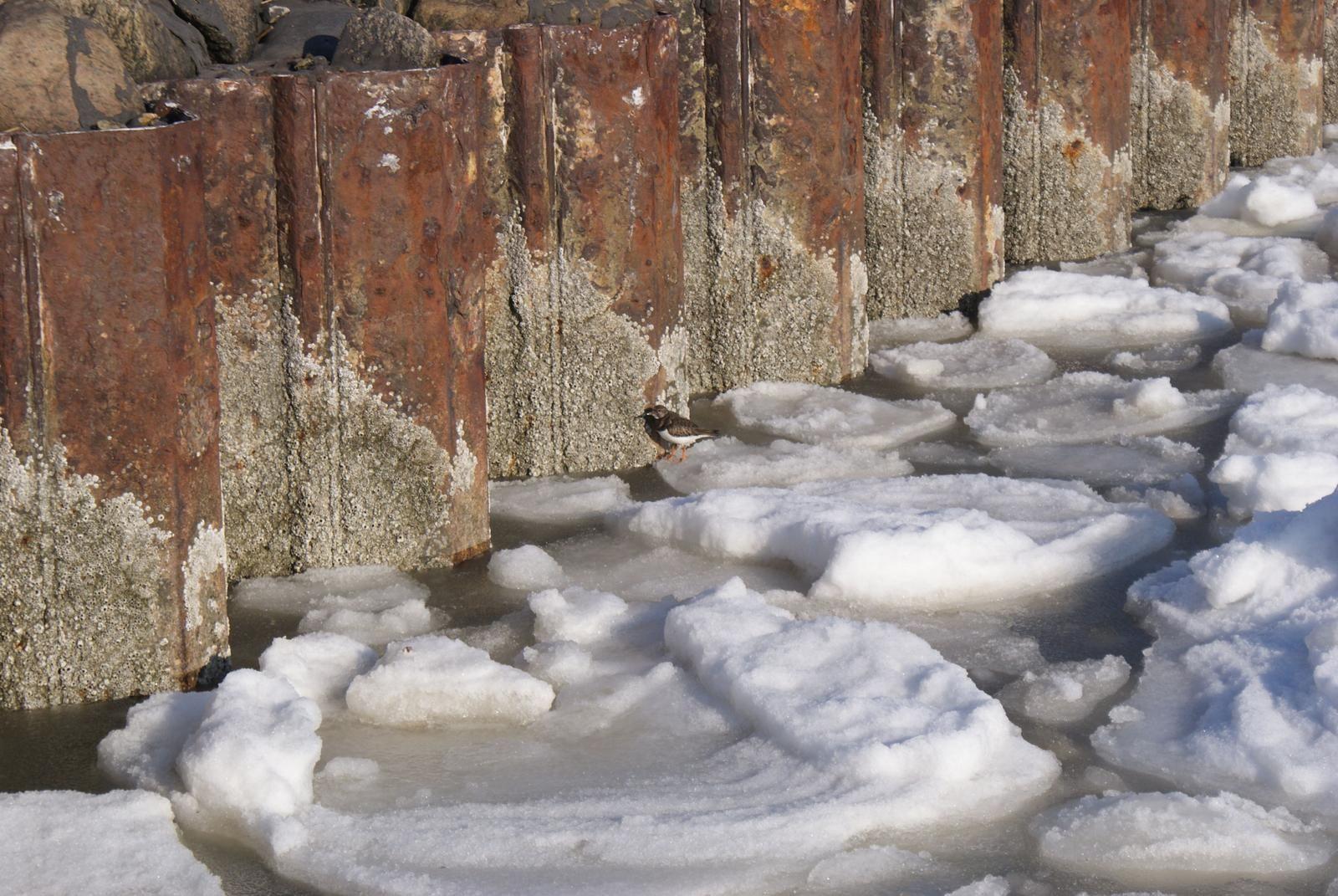 Ein kleiner Vogel steht auf Eisblöcken neben rostigen Pfosten.