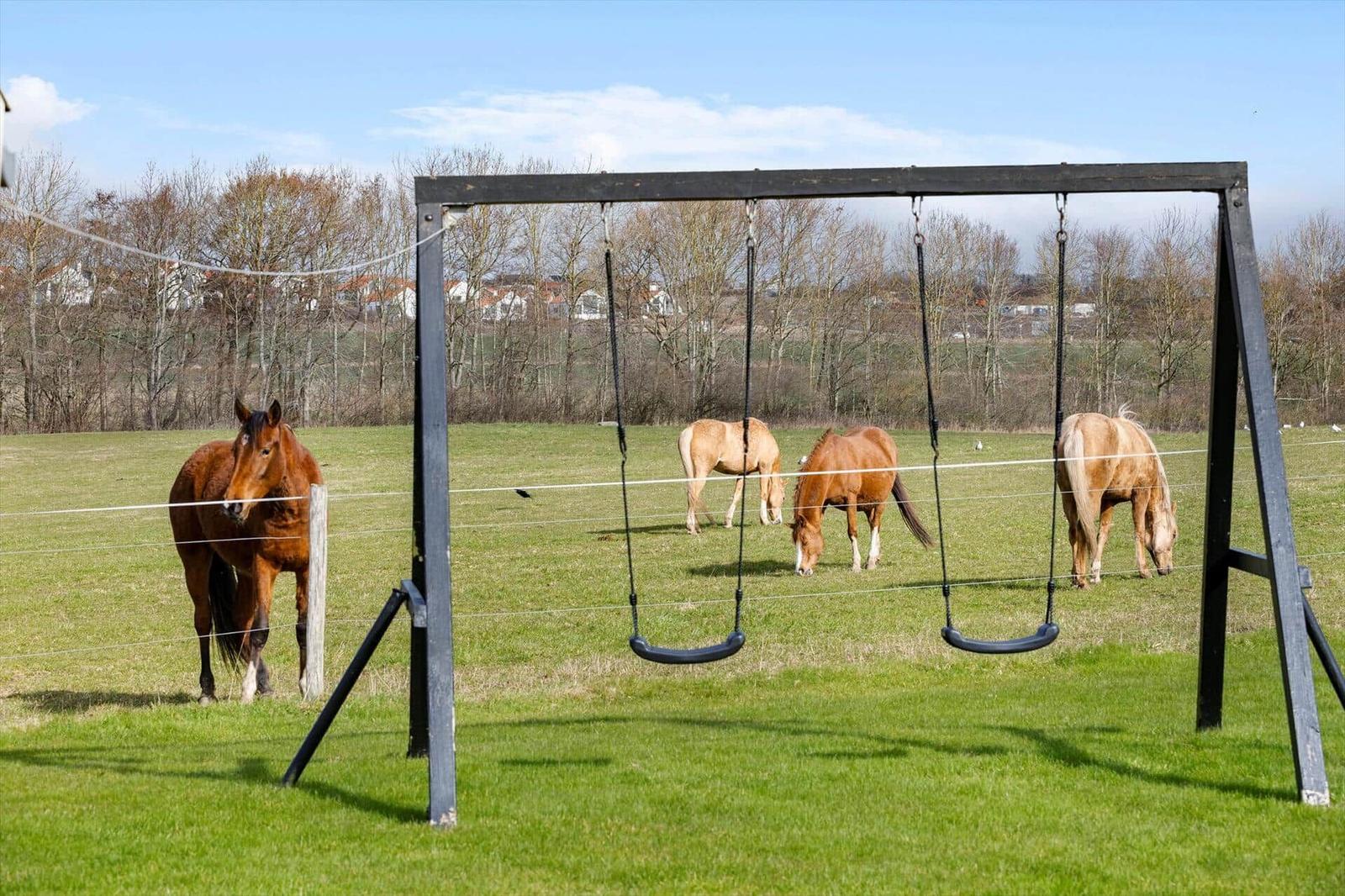 Schwingsessel im Grasfeld mit Pferden im Hintergrund.