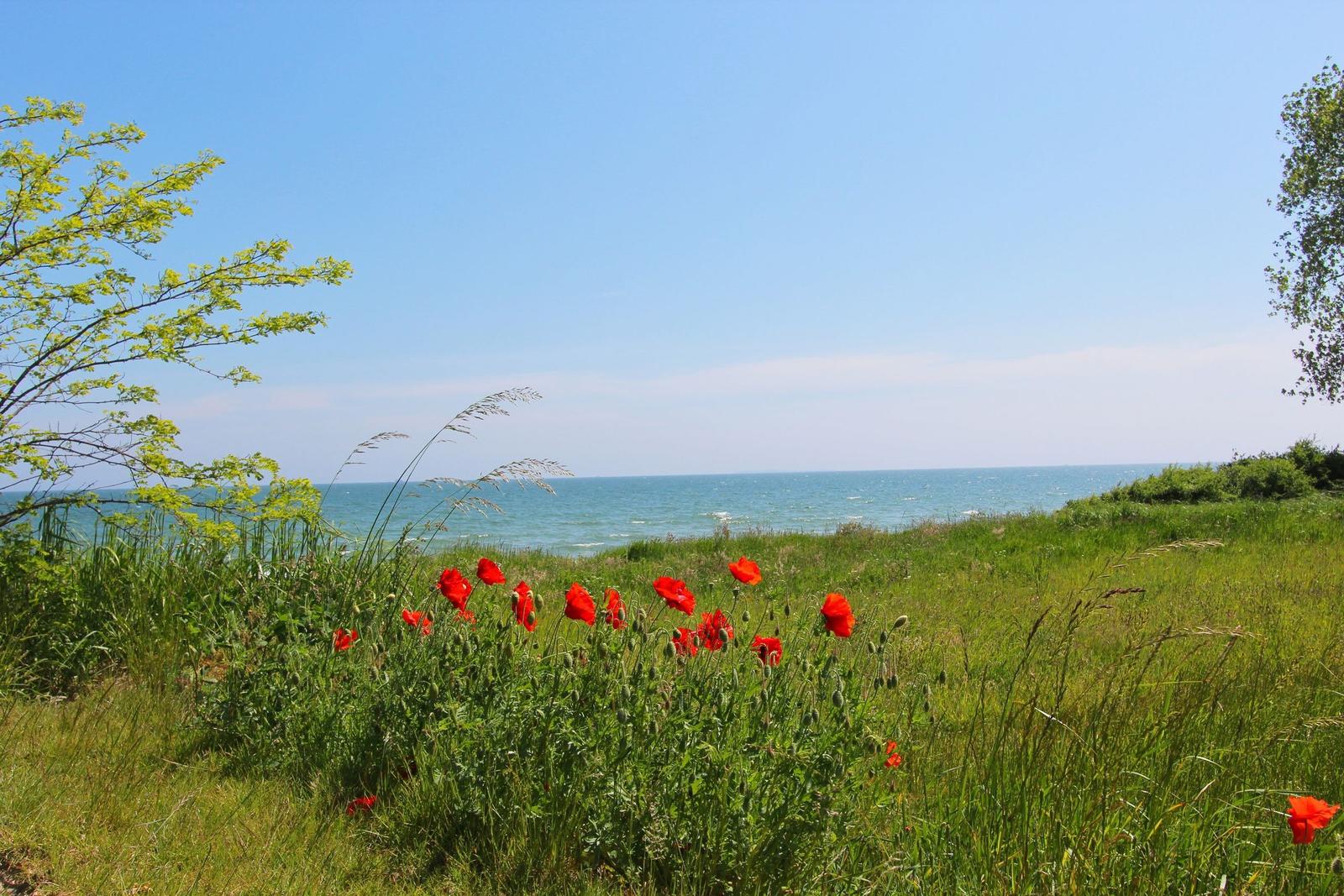 Rotes Mohnblumenfeld am Strand mit Blick auf das Meer unter blauem Himmel.