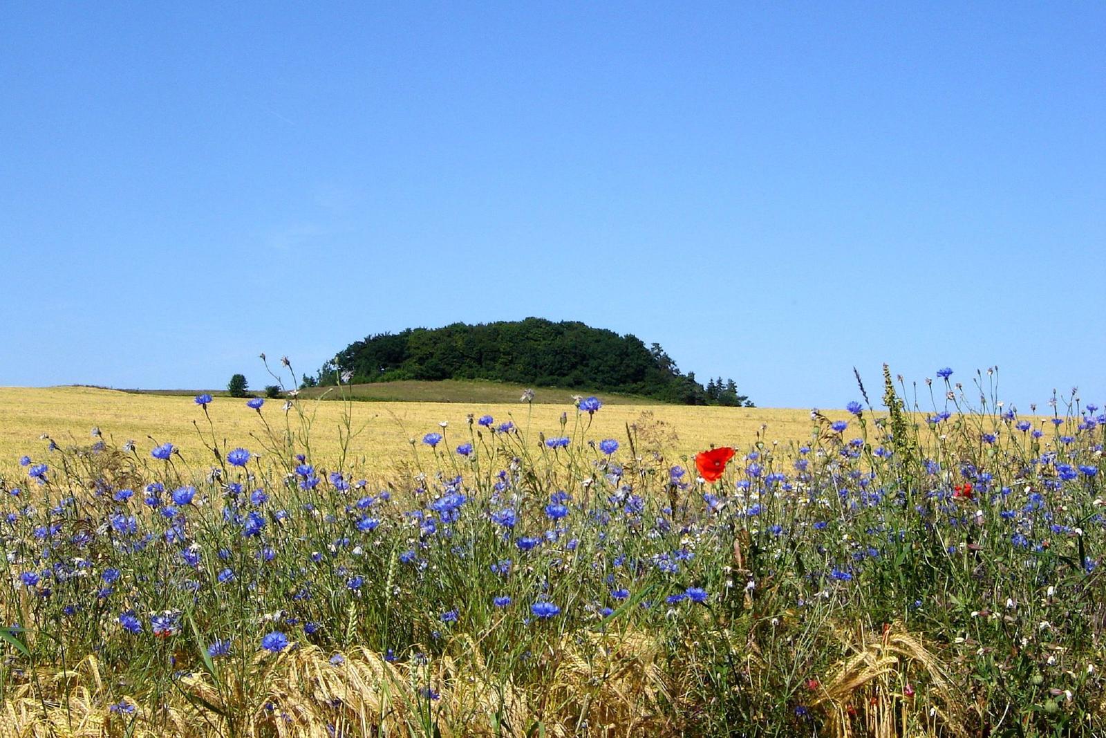 Blühendes Feld mit blauen Kornblumen und einer roten Mohnblume vor einem bewaldeten Hügel unter blauem Himmel.