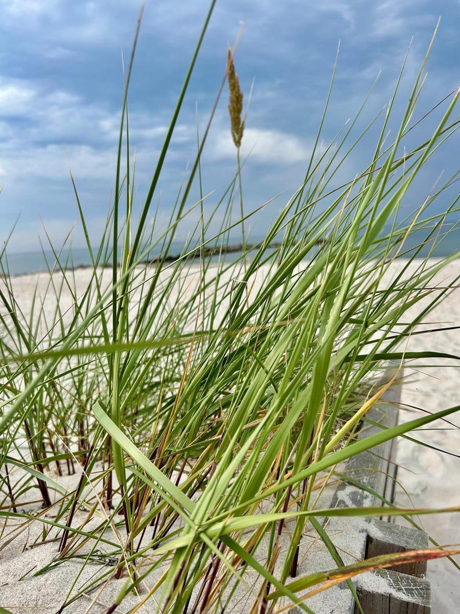 Hochgras am Strand mit Blick auf das Meer und einen Holzsteg.