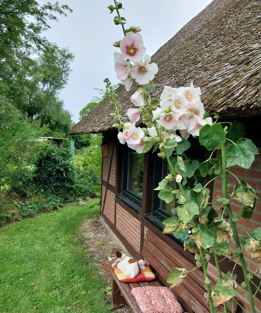 Gartenansicht mit Sitzbank