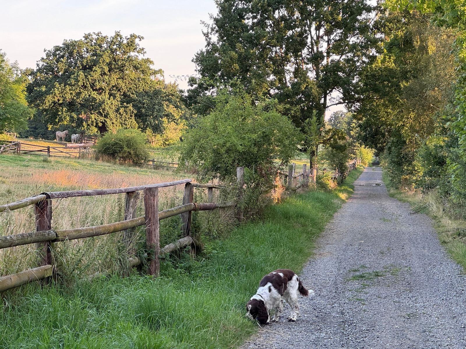 Hunderunde vom Ferienhaus aus