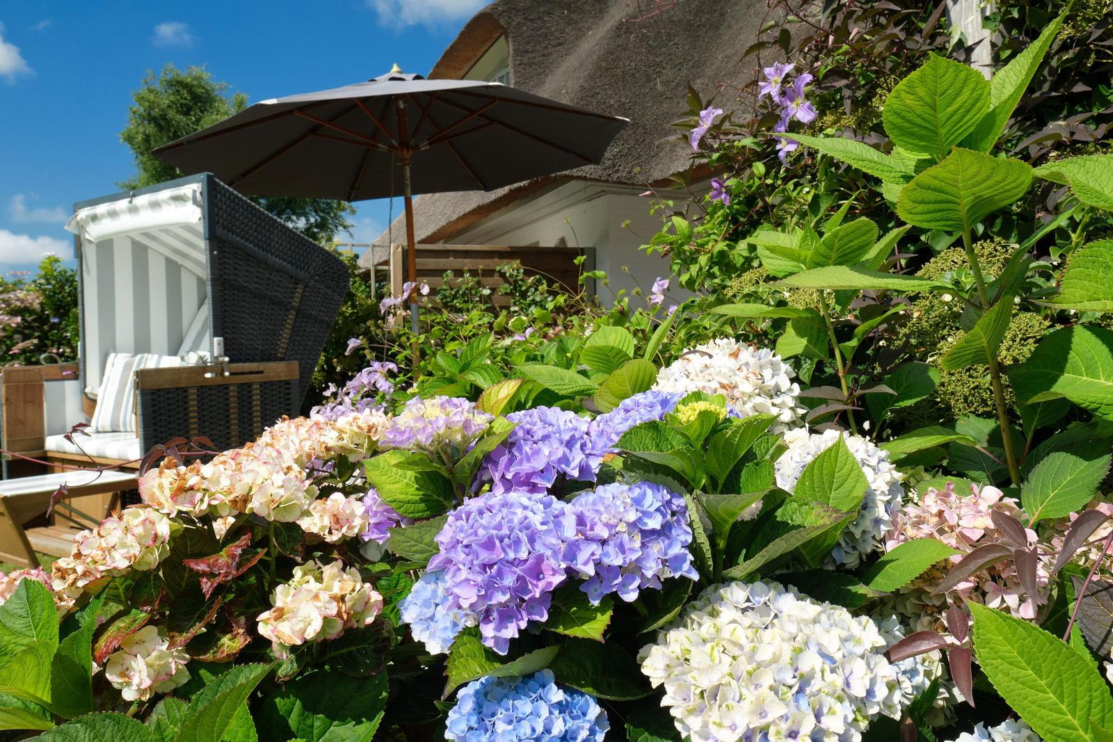 Terrasse mit Sonnenschirm und Blumenbeet mit Hortensien