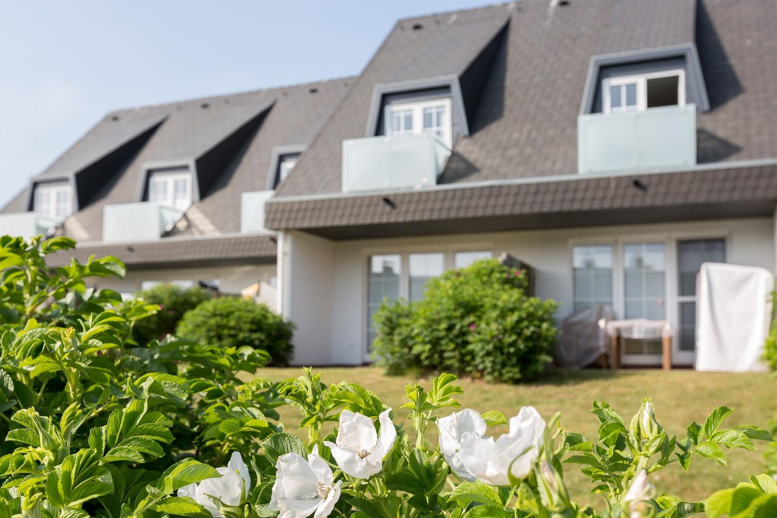 House with dormer windows and garden with white roses.