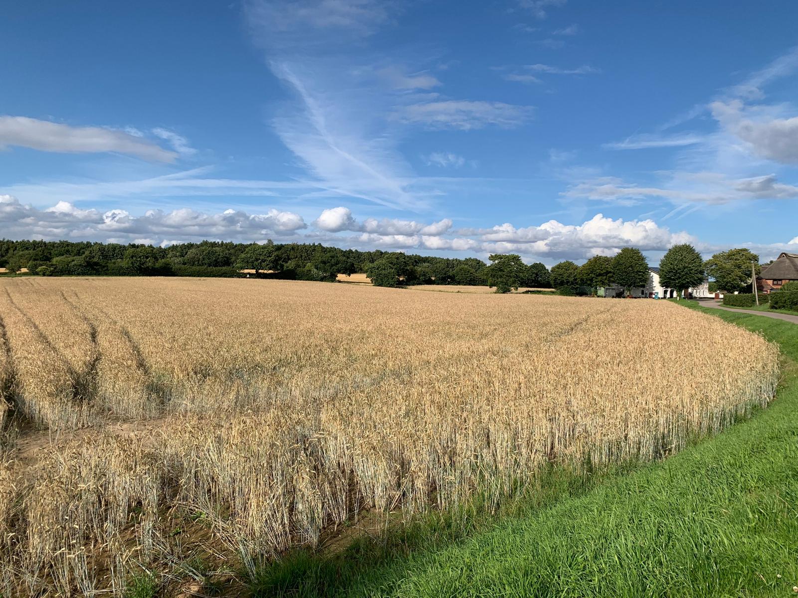 Kornfeld