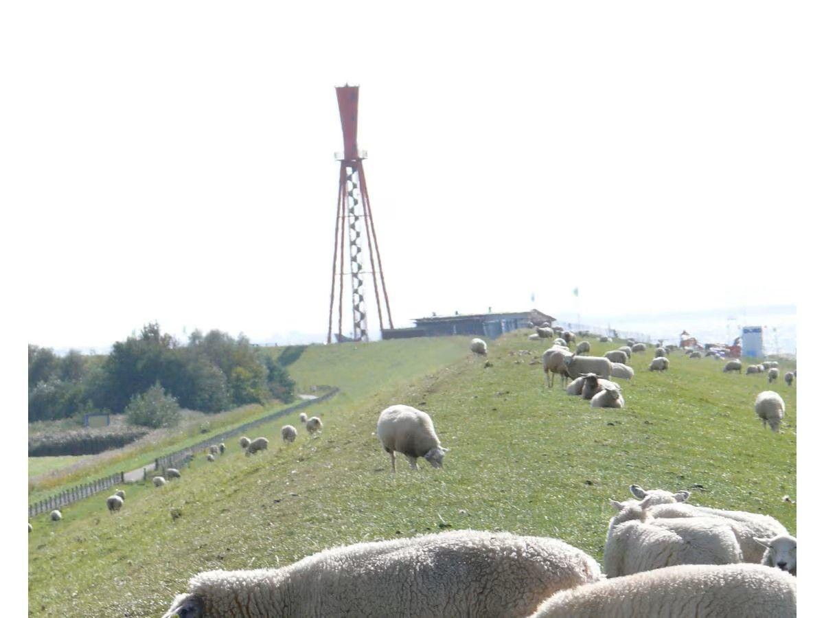 Schafe auf dem Deich