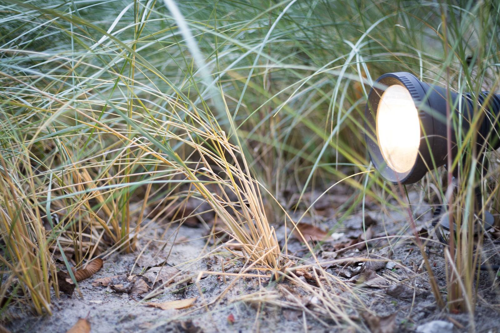 Eine Laterne leuchtet im hohen Gras auf dem Strand.