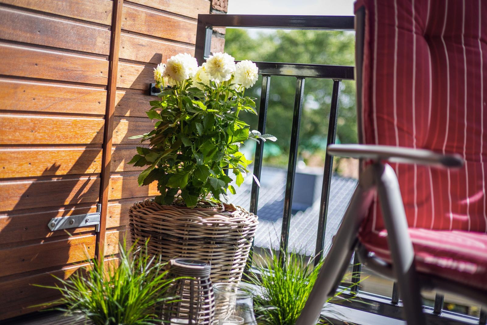 Balcony with chair, plant, and wooden wall