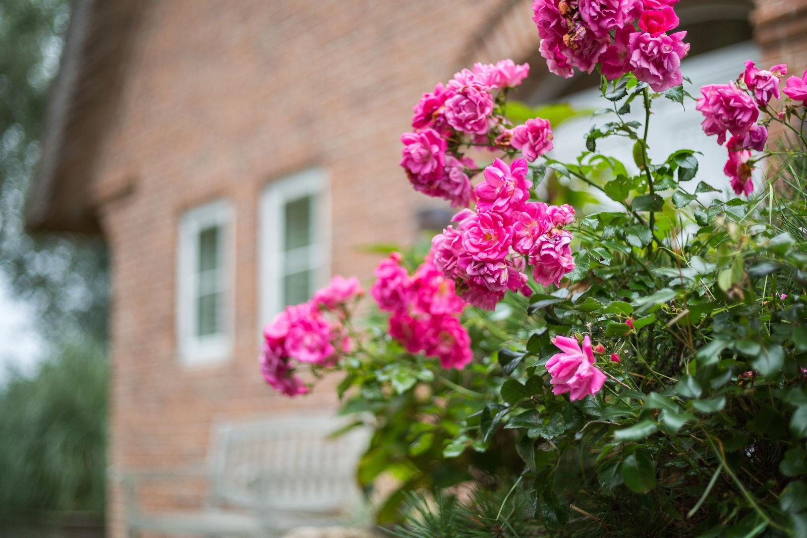 Pink roses bloom in front of a brick house with windows.