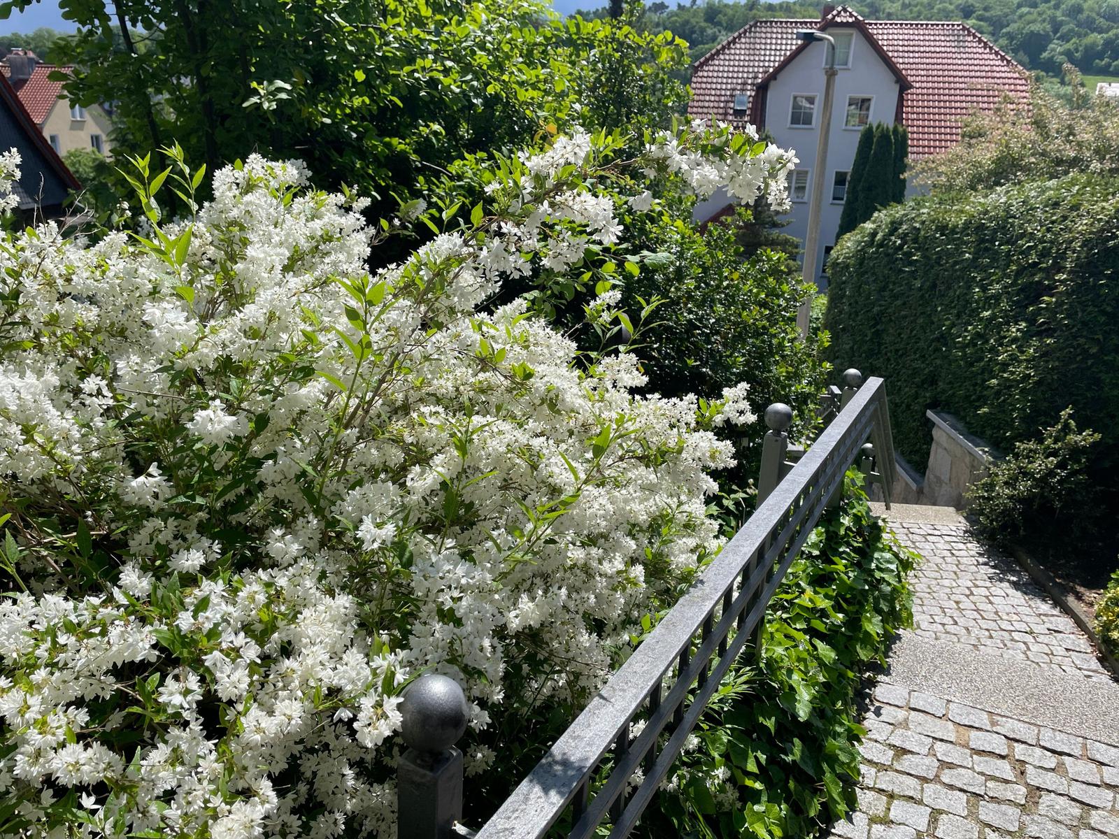 Treppen entlang des blühenden Gartens.