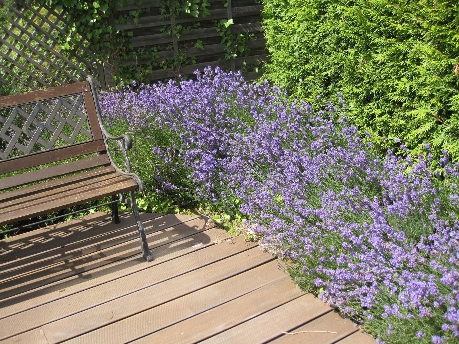Zarte Lavendelblüten verleihen dem Garten einen Hauch von Sommer.