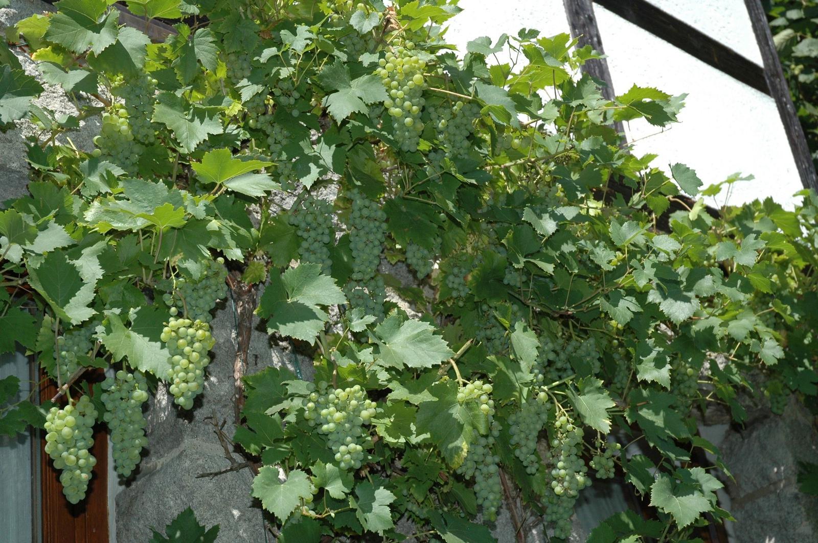 Rankende Weinrebe am Fachwerk.