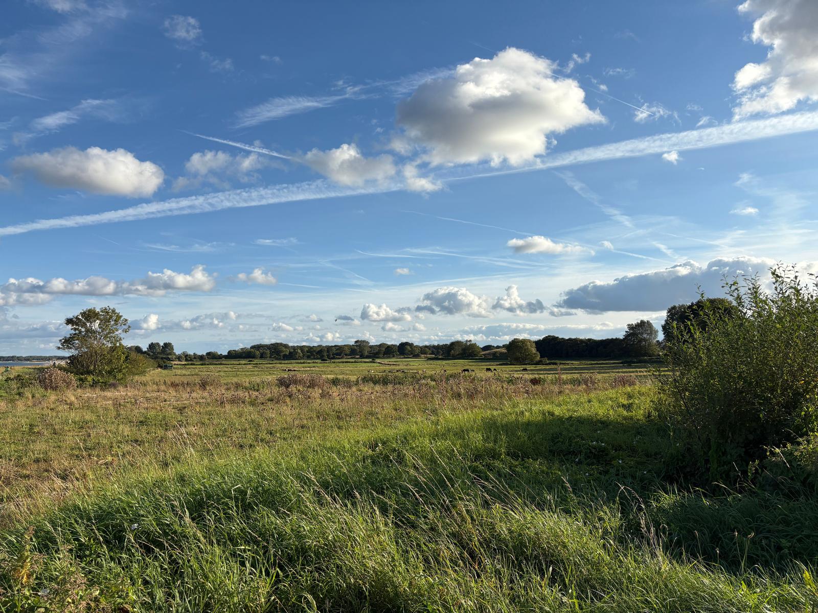 Weitläufiges Grasland unter blauem Himmel mit weißen Wolken und vereinzelten Bäumen.