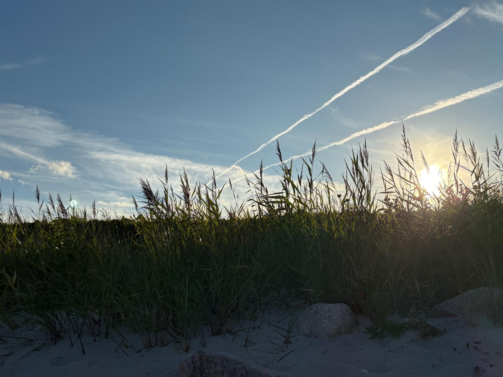 Sonnenuntergang hinter hohem Gras mit Flugzeugspuren am Himmel