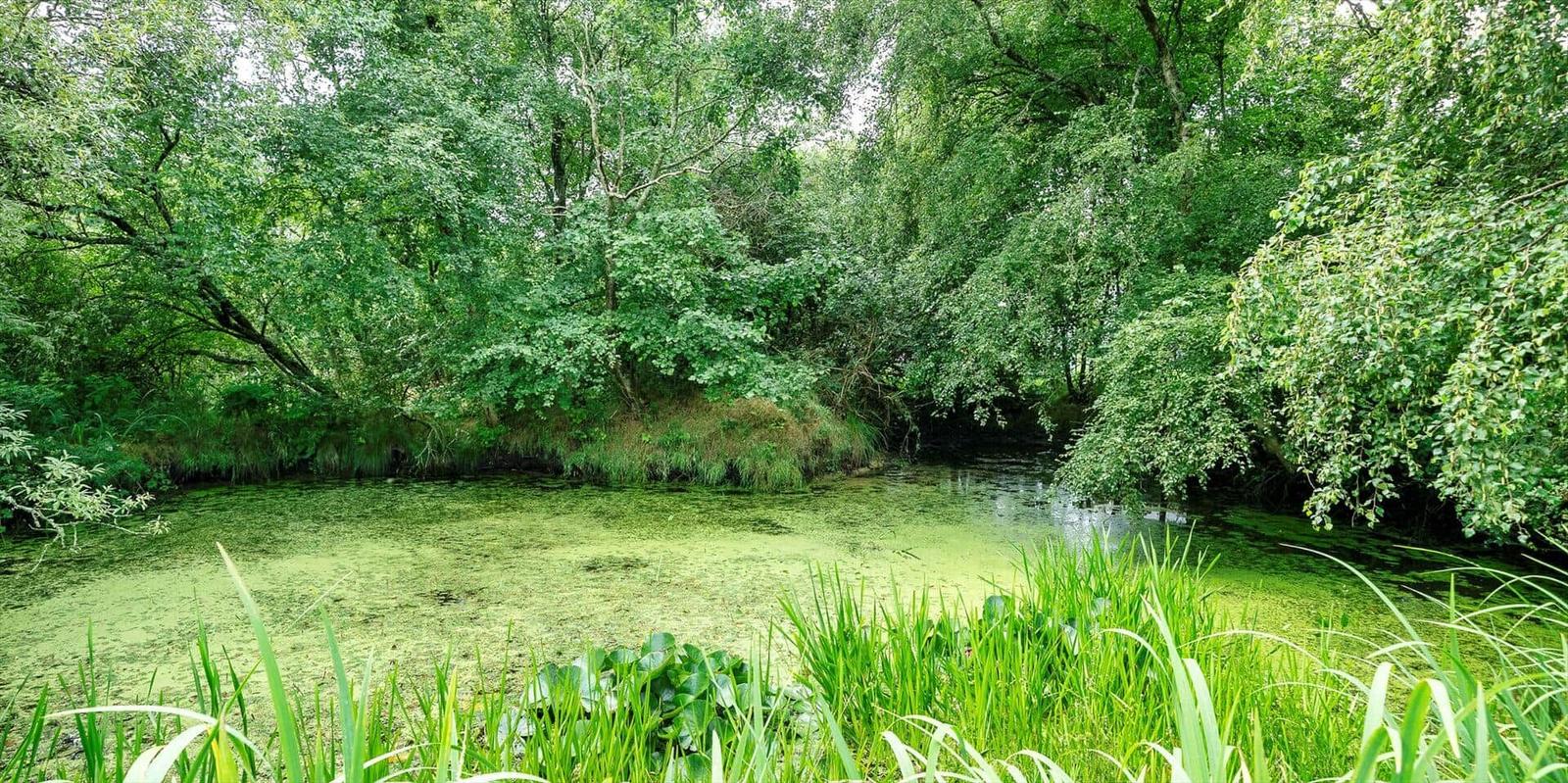 Ein ruhiger See mit Wasserpflanzen und umgebenden Bäumen.