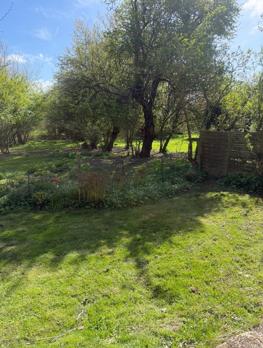 Grüner Garten mit Bäumen und Holzzaun. Sonne fällt auf Rasenfläche.