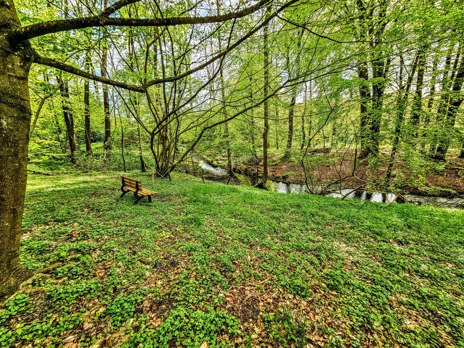 Ein Holzstuhl steht im Wald neben einem Fluss.