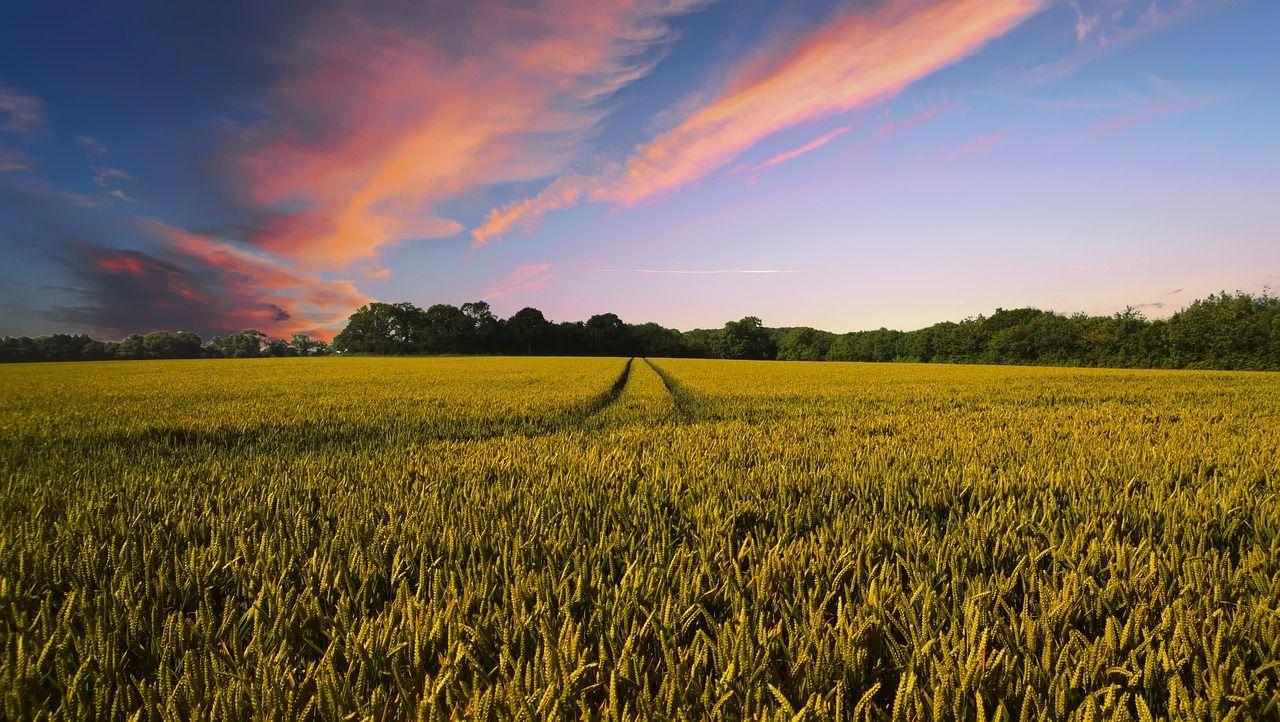 Weizenfeld unter farbenfrohem Himmel mit Wald im Hintergrund