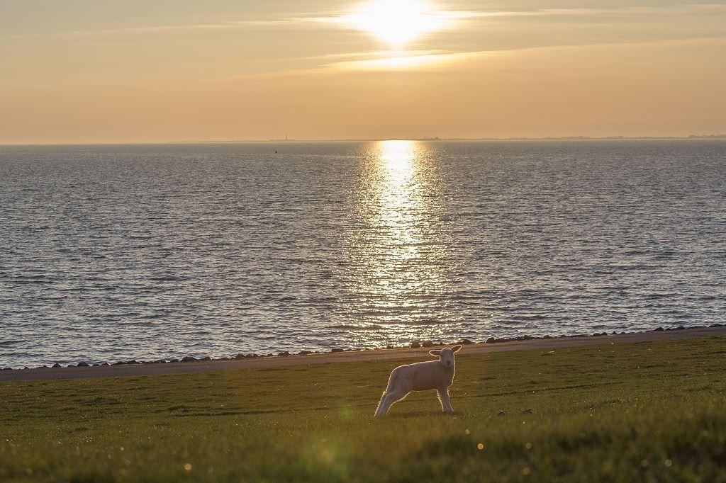 Ein Schaf steht auf einer Wiese am Strand bei Sonnenuntergang.