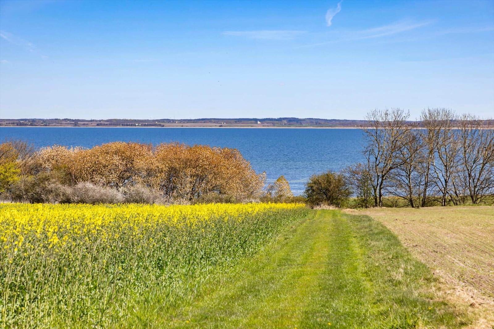 Path through yellow flower field to lake with trees and blue sky.