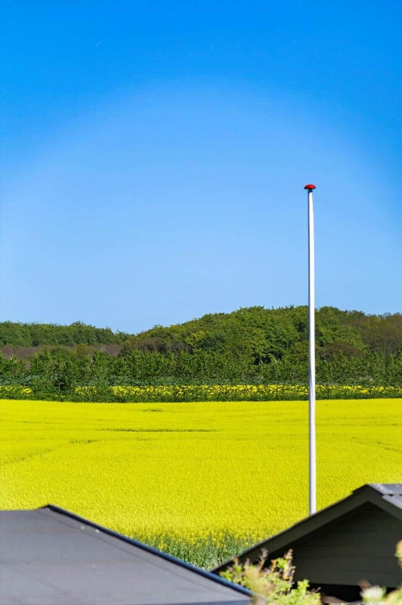 From the terrace, you see a yellow rapeseed field and a forest under a blue sky.