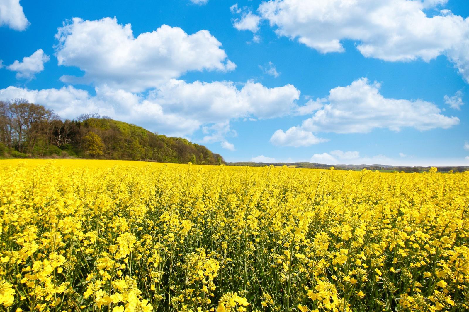 Landschaft