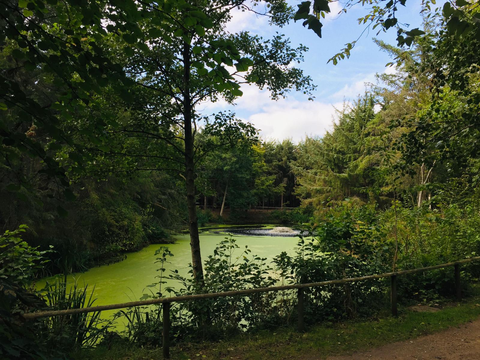 Teich Südwäldchen
