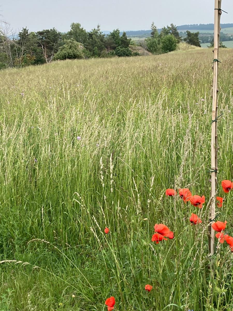 Wiese in der Nähe