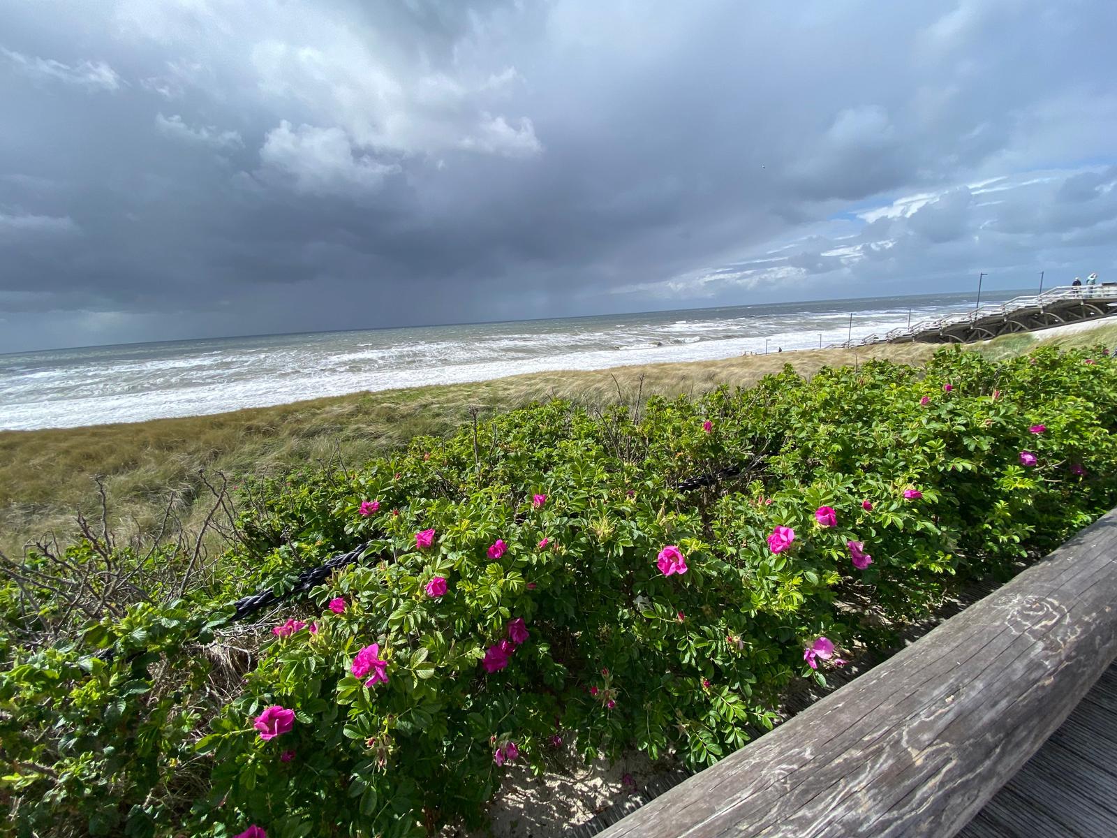 Meer mit Wellen, grüne Dünen und rosa Rosenblüten an einem Holzweg.