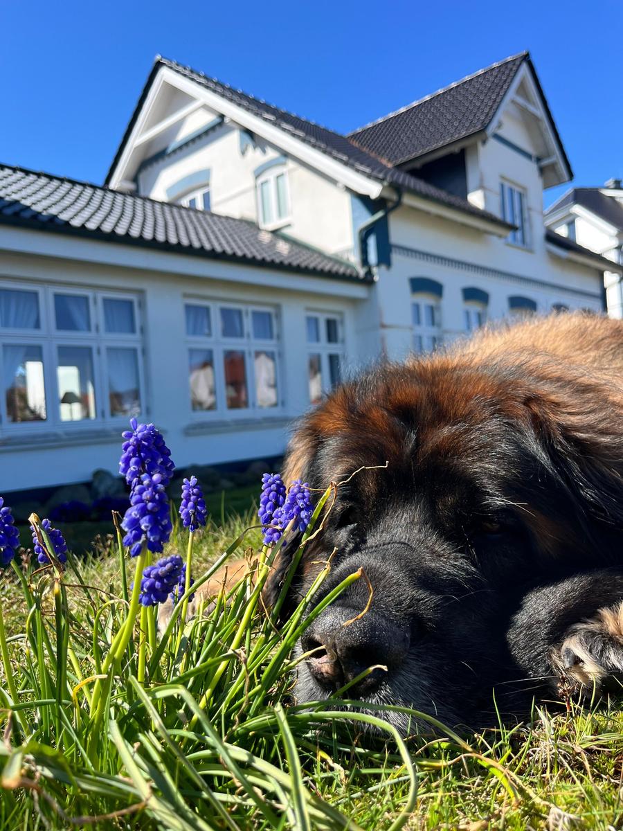 Hunde willkommen, bitte bei Buchung angeben.